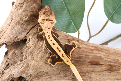 Chocolate Lily White Crested Gecko