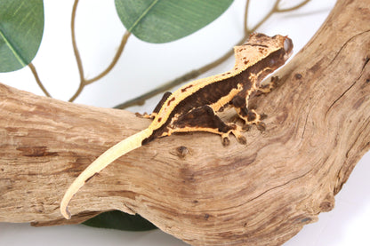 Chocolate Lily White Crested Gecko