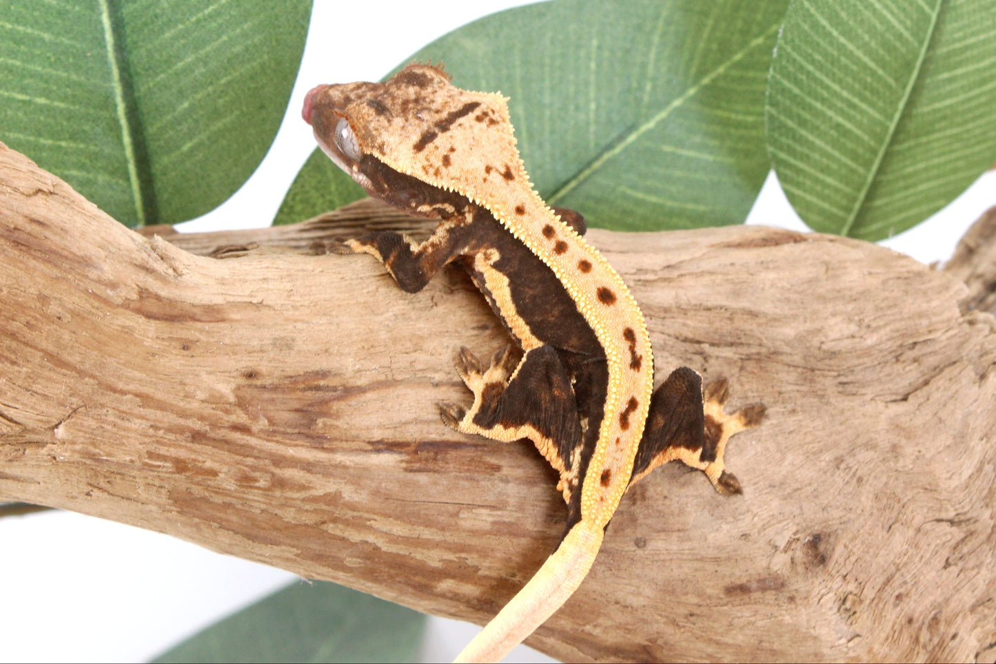 Chocolate Lily White Crested Gecko