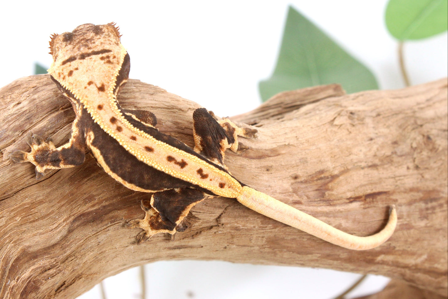 Chocolate Lily White Crested Gecko