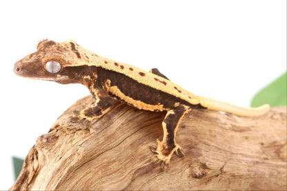 Chocolate Lily White Crested Gecko