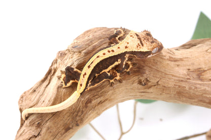 Chocolate Lily White Crested Gecko