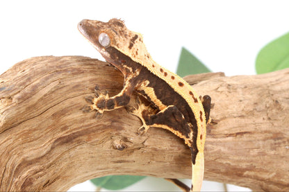 Chocolate Lily White Crested Gecko