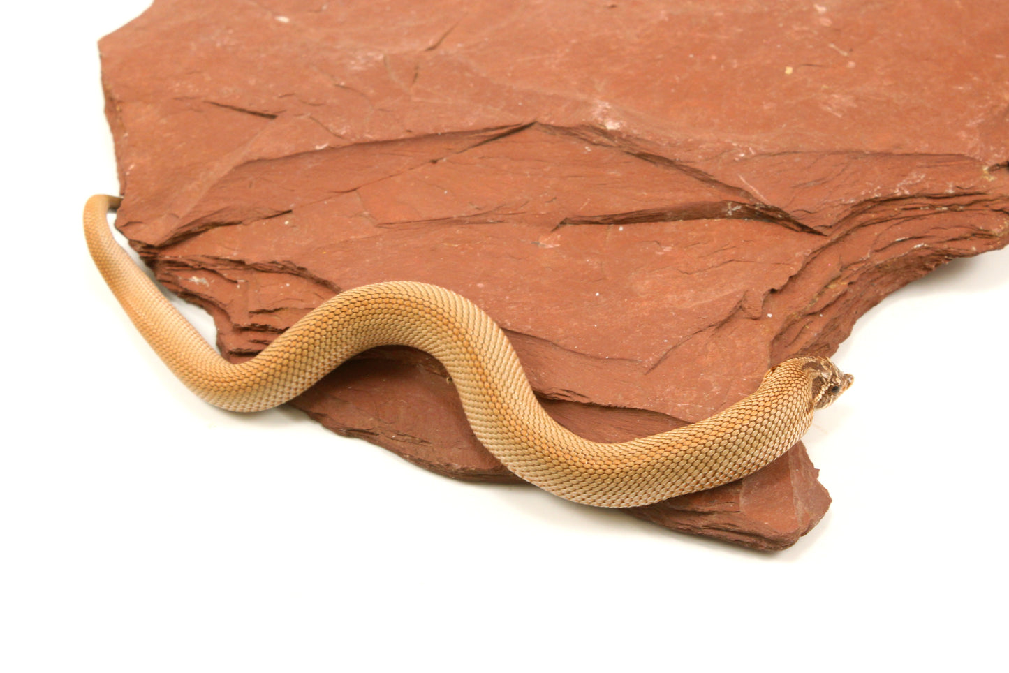 Super Conda Western Hognose Snake
