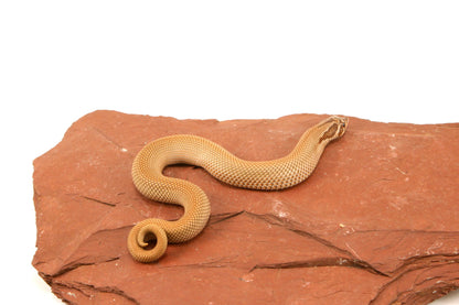 Super Conda Western Hognose Snake