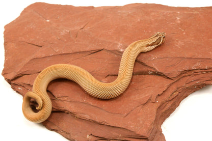 Super Conda Western Hognose Snake