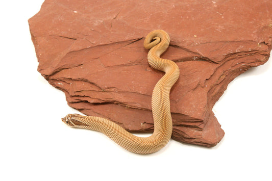 Super Conda Western Hognose Snake