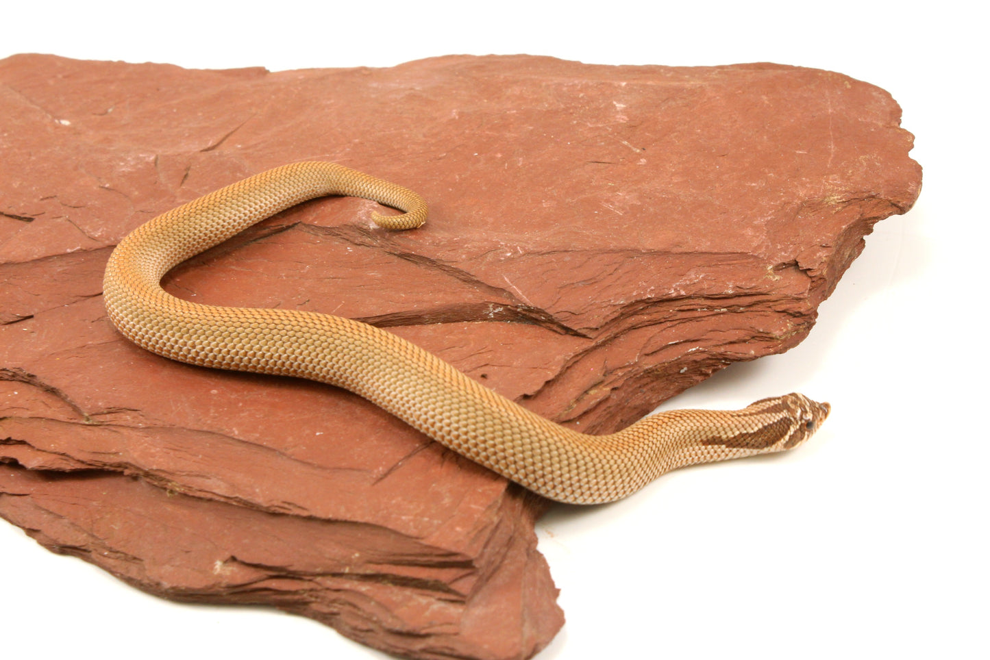 Super Conda Western Hognose Snake