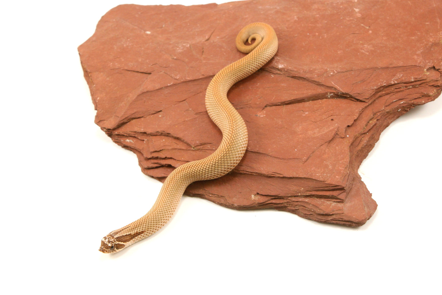 Super Conda Western Hognose Snake
