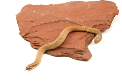 Super Conda Western Hognose Snake