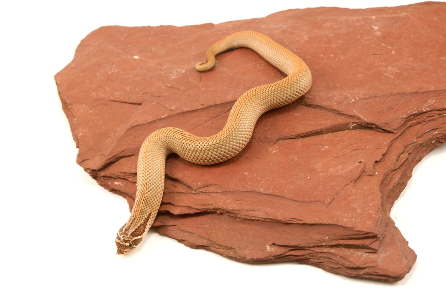 Super Conda Western Hognose Snake