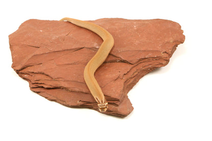 Super Conda Western Hognose Snake