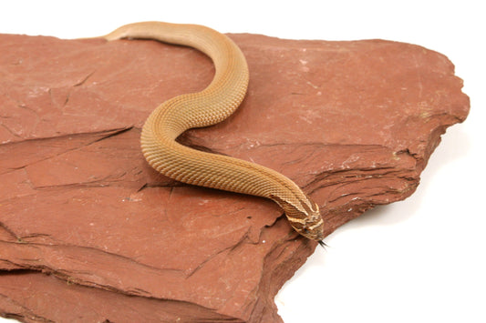 Super Conda Western Hognose Snake