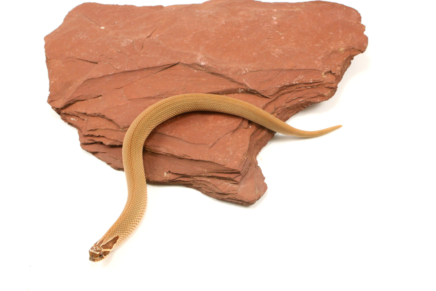 Super Conda Western Hognose Snake