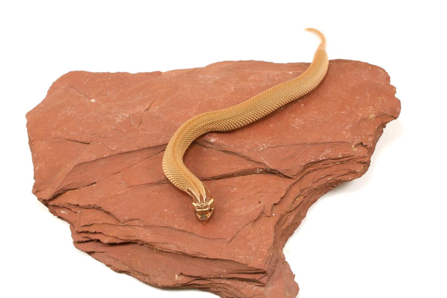 Super Conda Western Hognose Snake