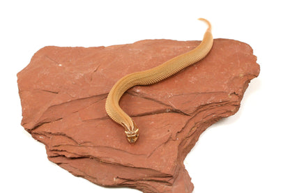 Super Conda Western Hognose Snake