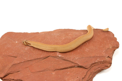 Super Conda Western Hognose Snake