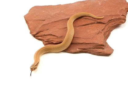 Super Conda Western Hognose Snake