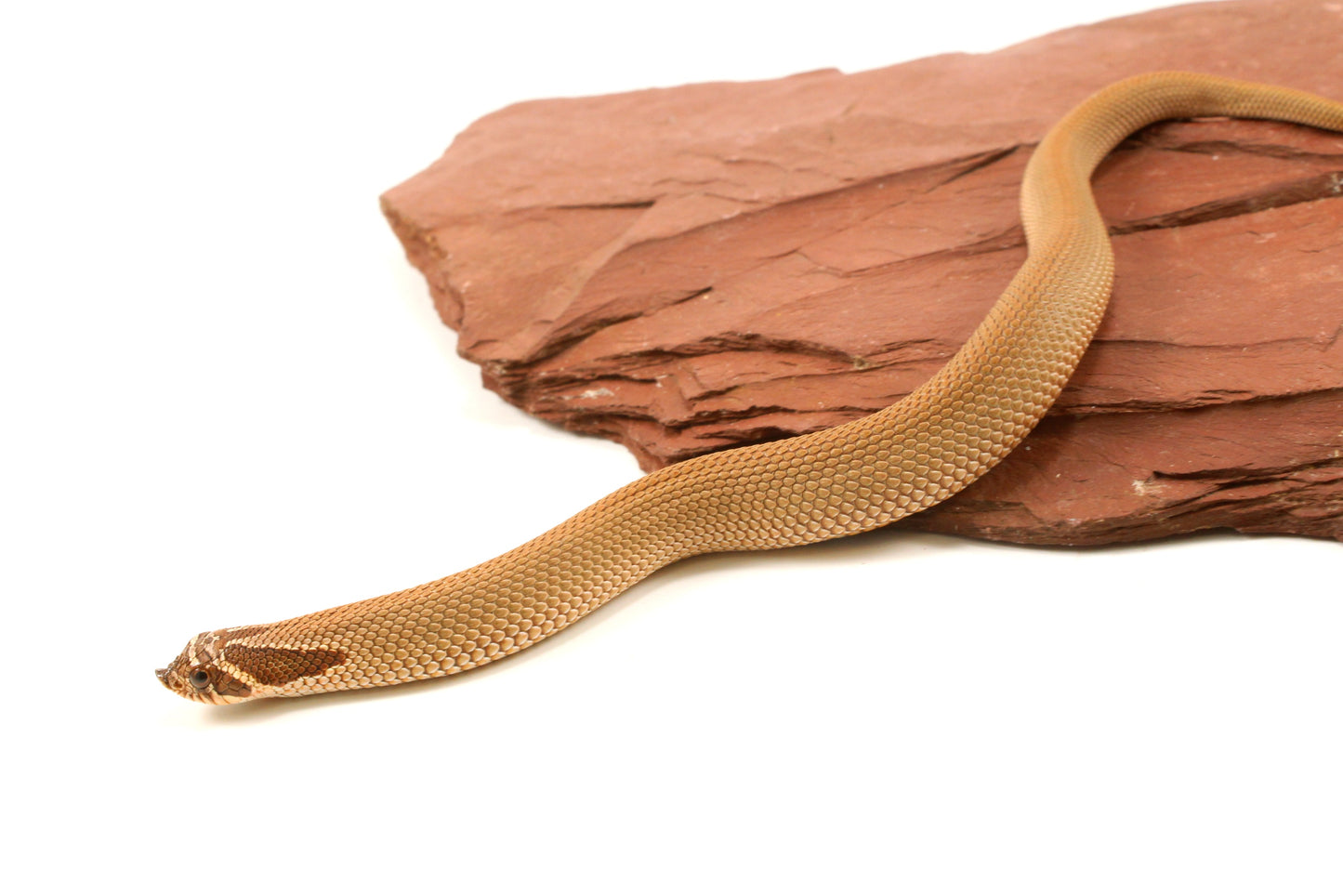 Super Conda Western Hognose Snake