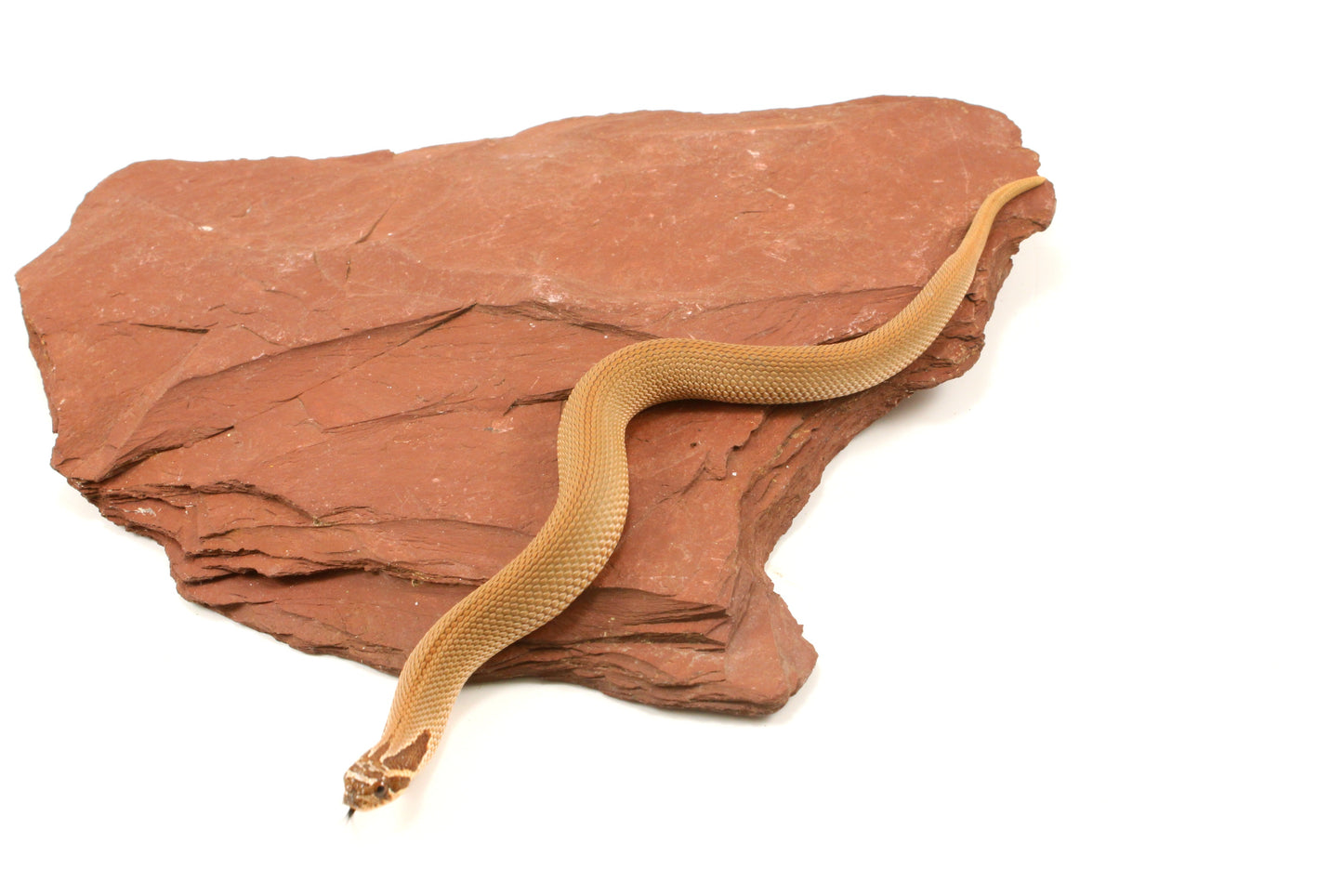 Super Conda Western Hognose Snake