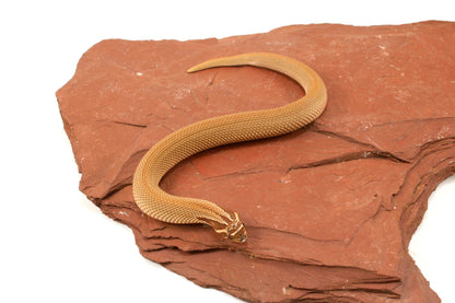Super Conda Western Hognose Snake