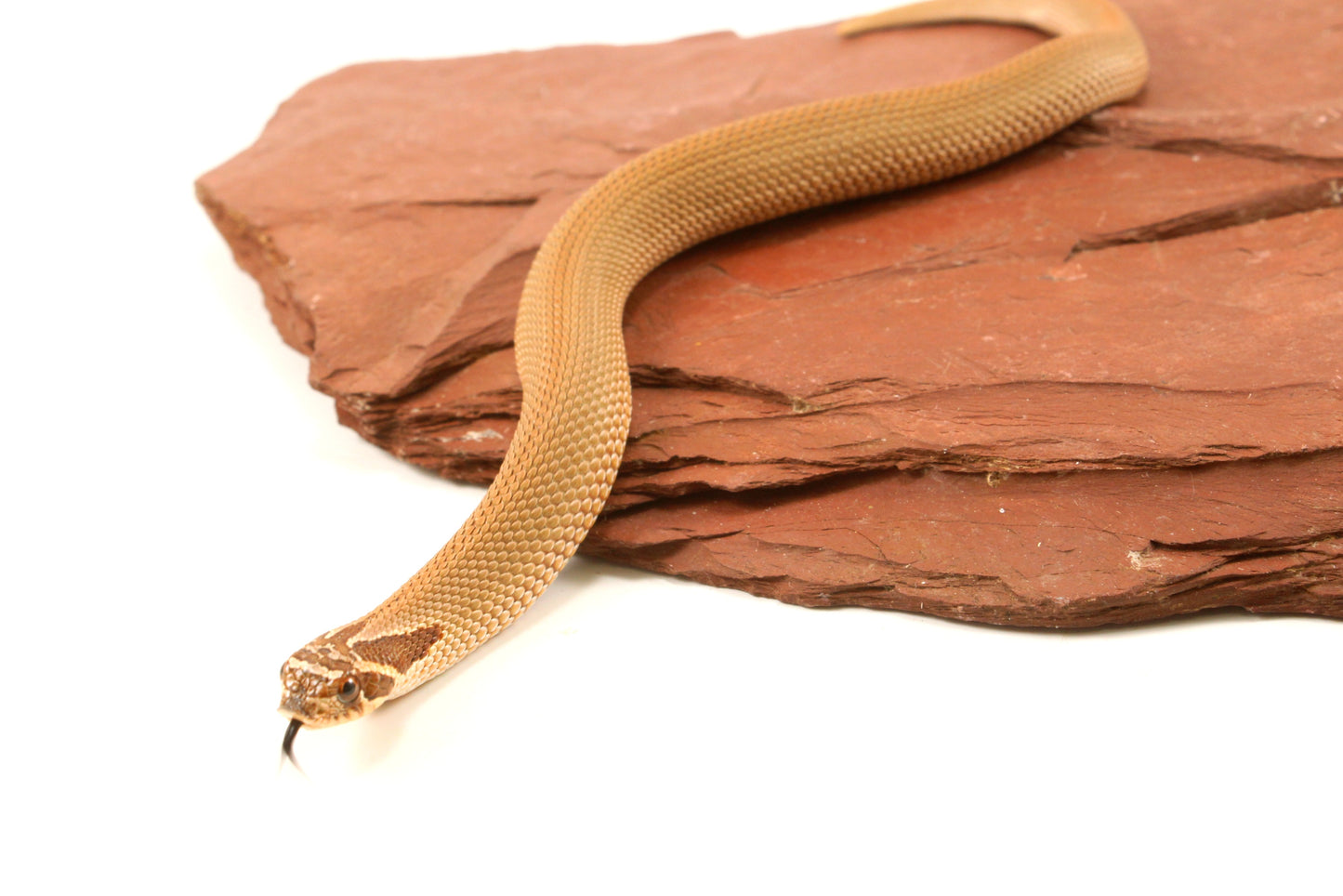 Super Conda Western Hognose Snake