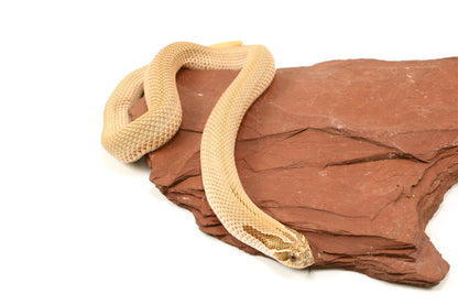 Super Conda het Toffee Western Hognose Snake