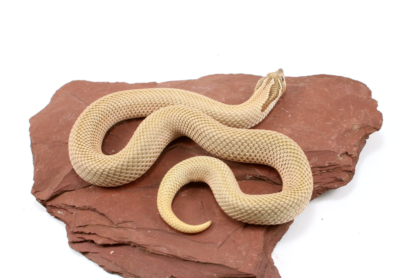 Super Conda het Toffee Western Hognose Snake