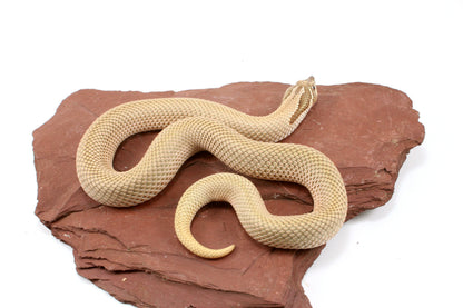 Super Conda het Toffee Western Hognose Snake