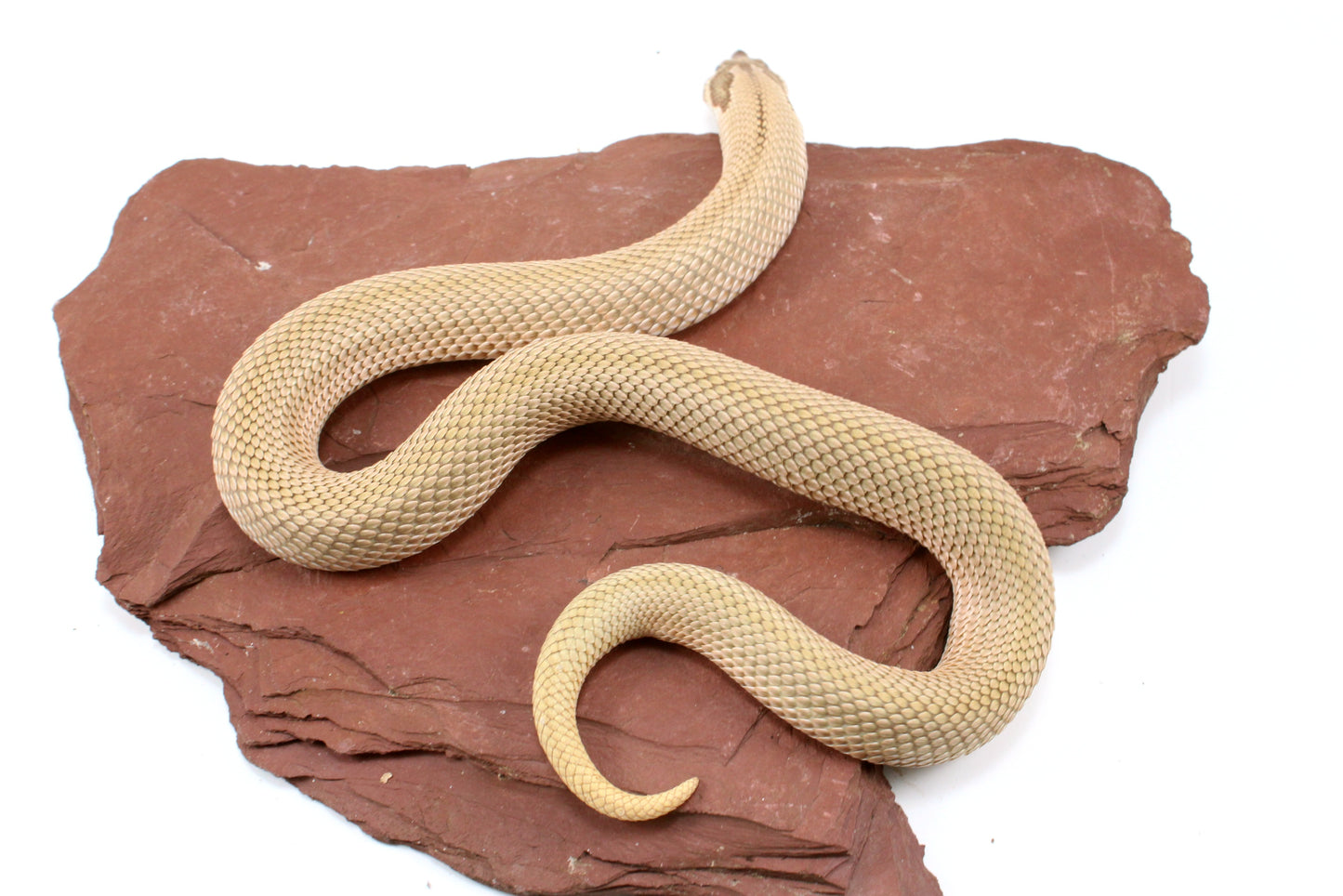 Super Conda het Toffee Western Hognose Snake