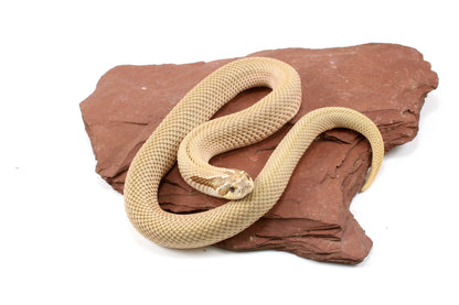 Super Conda het Toffee Western Hognose Snake