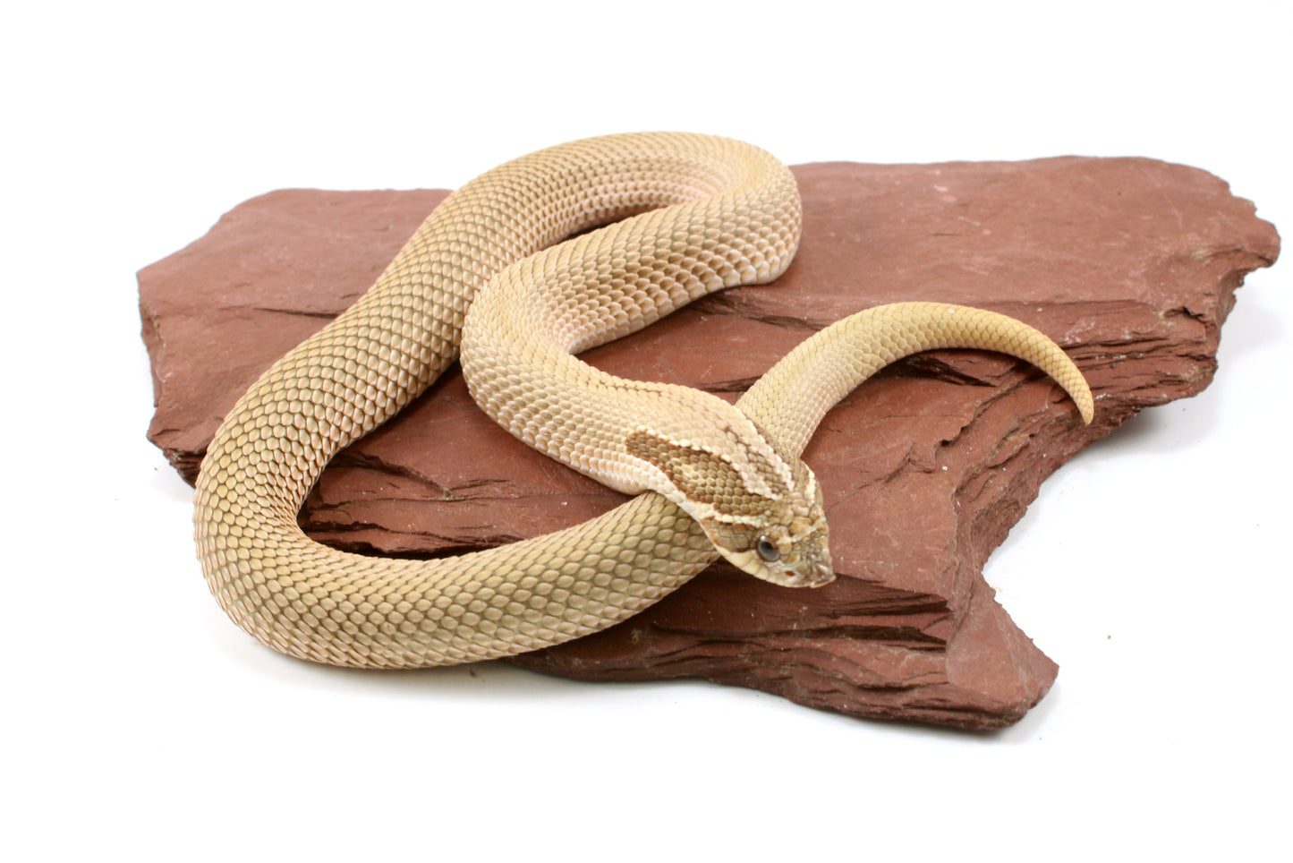 Super Conda het Toffee Western Hognose Snake