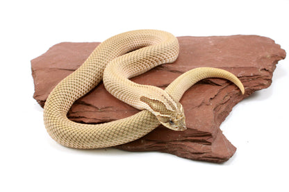 Super Conda het Toffee Western Hognose Snake