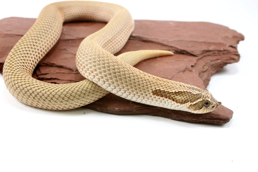 Super Conda het Toffee Western Hognose Snake