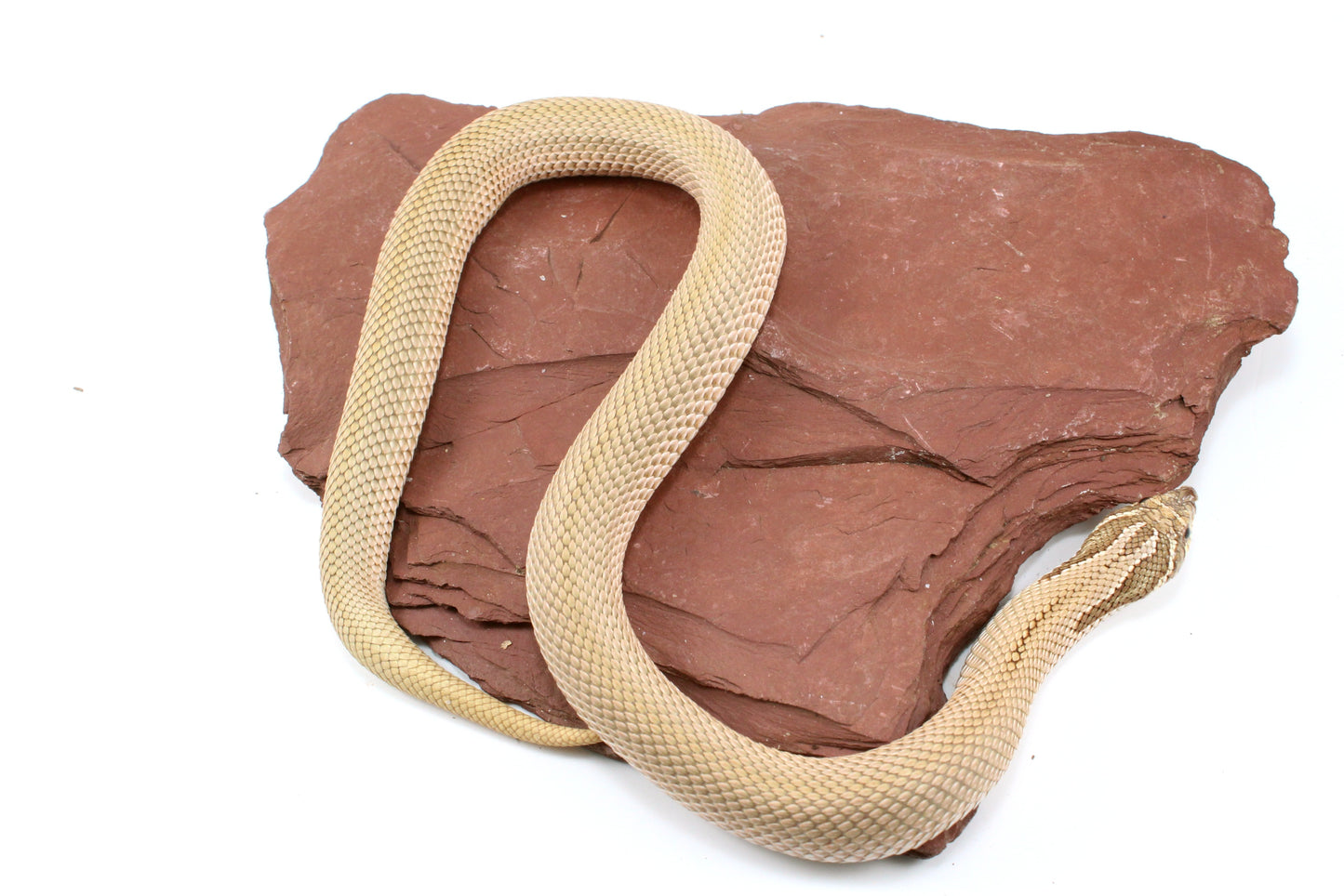 Super Conda het Toffee Western Hognose Snake