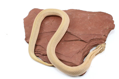 Super Conda het Toffee Western Hognose Snake