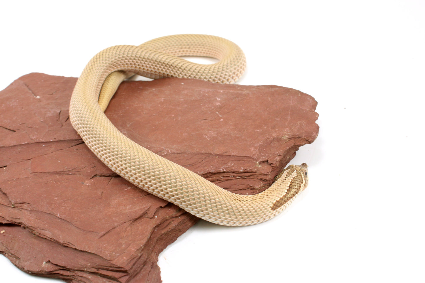 Super Conda het Toffee Western Hognose Snake
