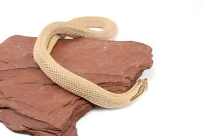 Super Conda het Toffee Western Hognose Snake