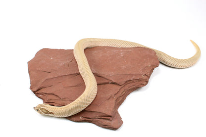 Super Conda het Toffee Western Hognose Snake