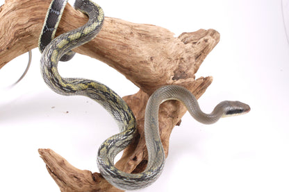 Vietnamese Blue Beauty Rat Snake