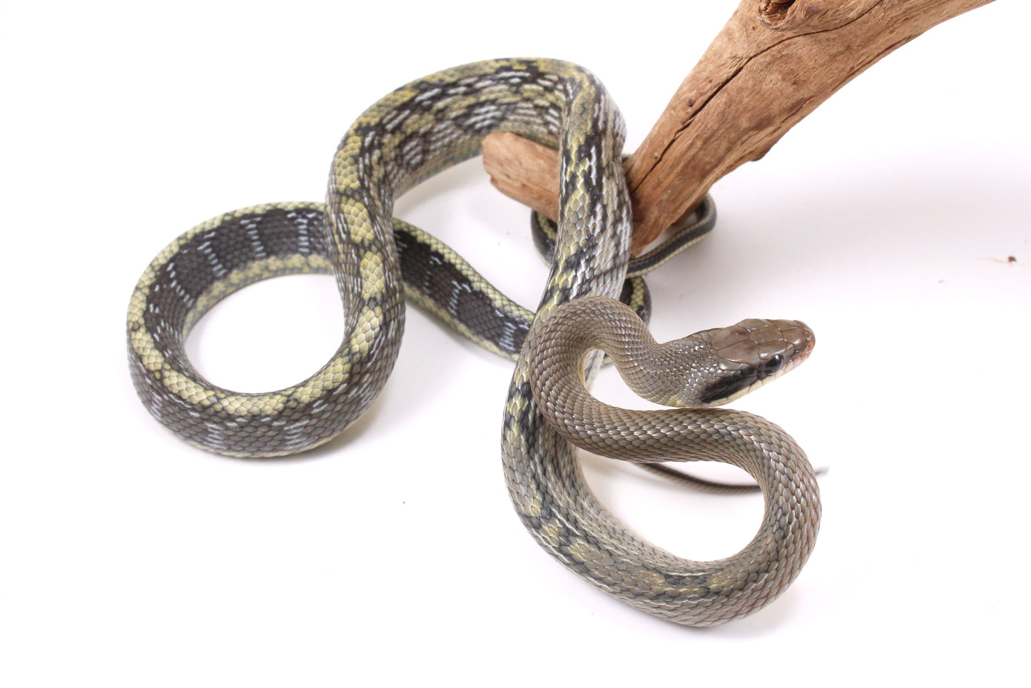 Vietnamese Blue Beauty Rat Snake