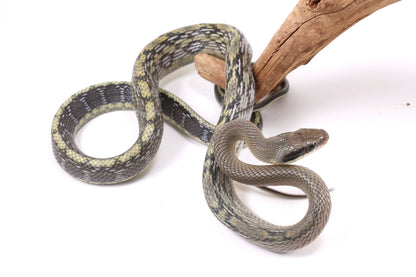 Vietnamese Blue Beauty Rat Snake