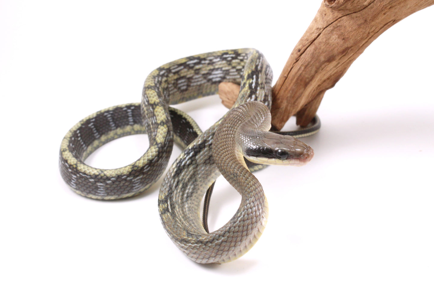 Vietnamese Blue Beauty Rat Snake