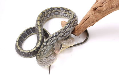 Vietnamese Blue Beauty Rat Snake