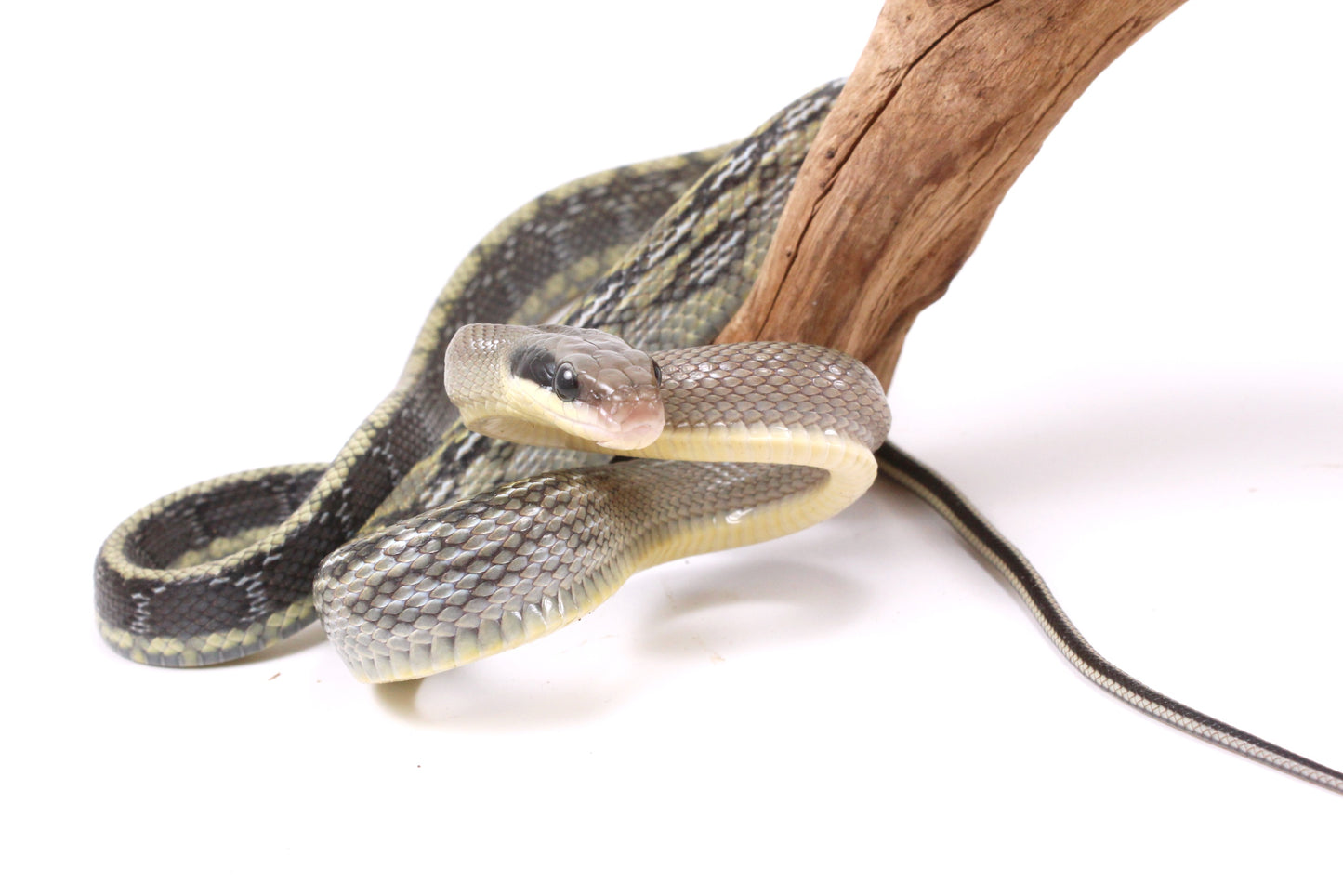 Vietnamese Blue Beauty Rat Snake