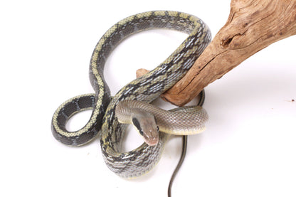 Vietnamese Blue Beauty Rat Snake