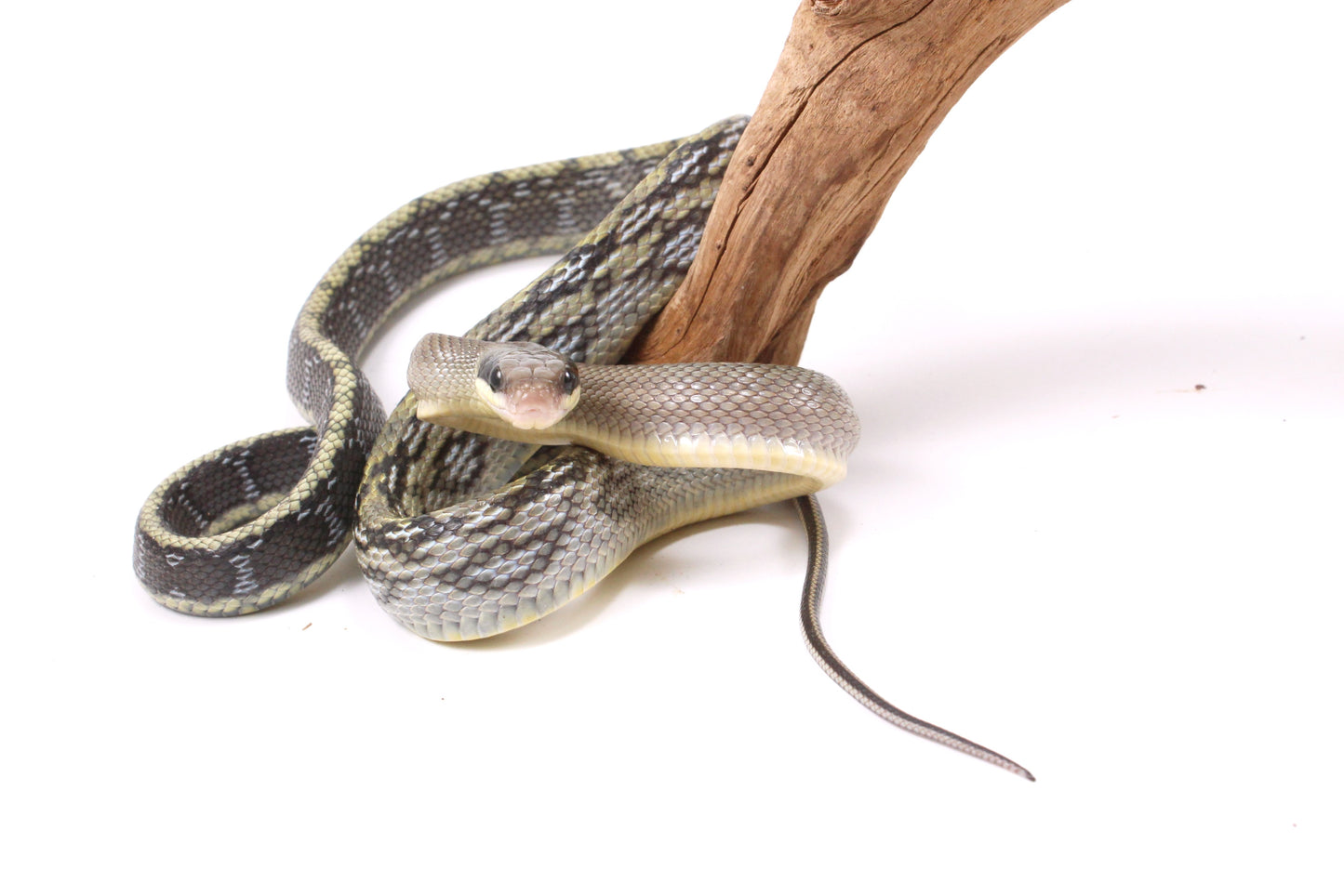 Vietnamese Blue Beauty Rat Snake