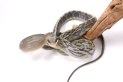 Vietnamese Blue Beauty Rat Snake