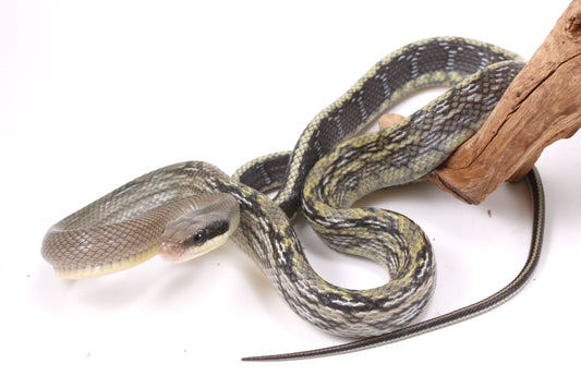 Vietnamese Blue Beauty Rat Snake