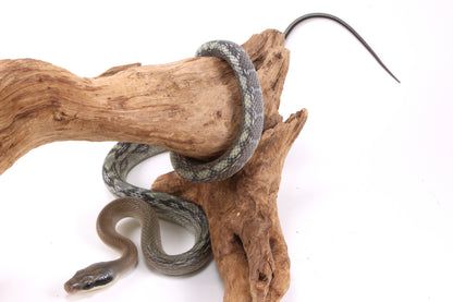 Vietnamese Blue Beauty Rat Snake